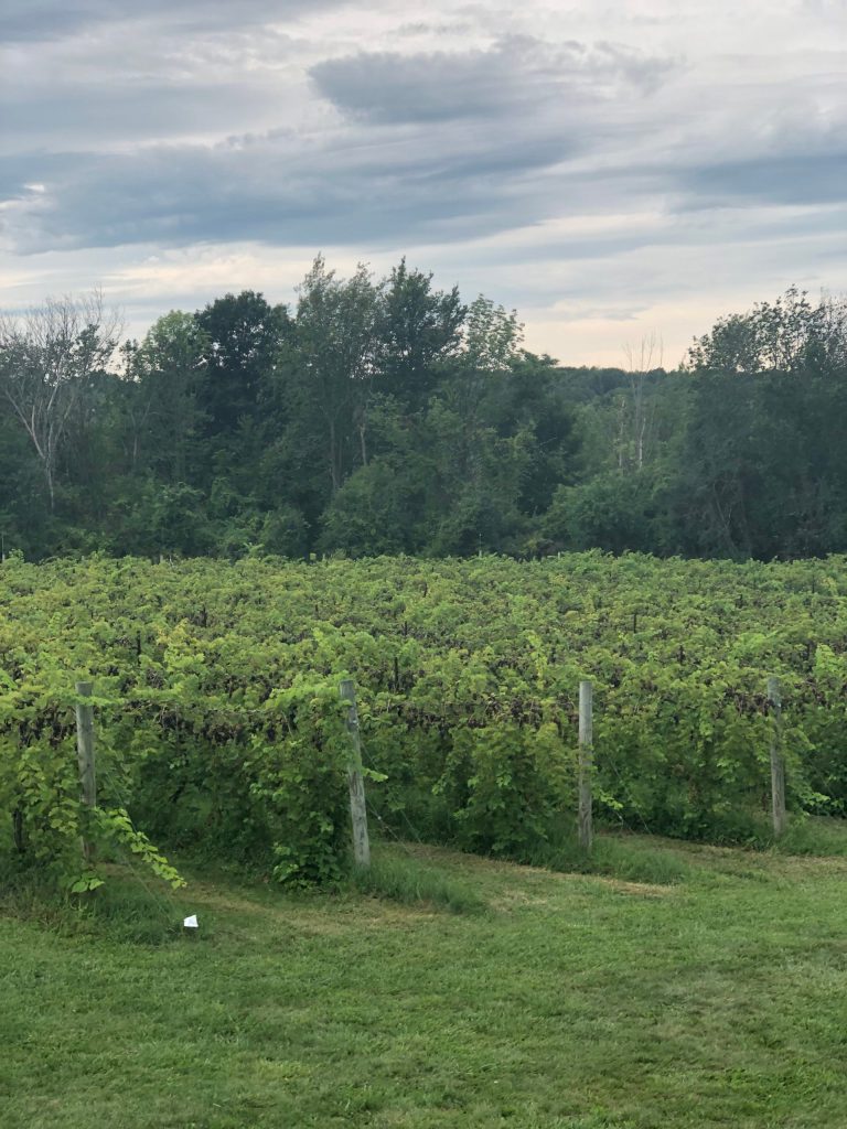Shelburne Vineyard